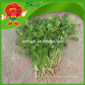 Perejil verde natural 100% mejores verduras frescas